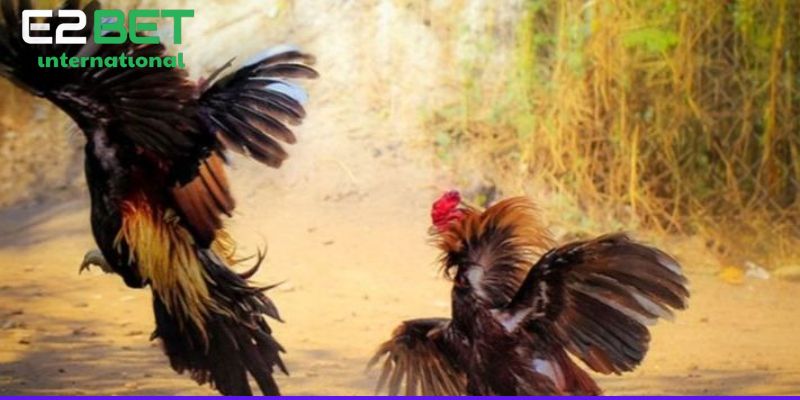 Hiểu sơ về việc cắt tai tích cho gà chọi