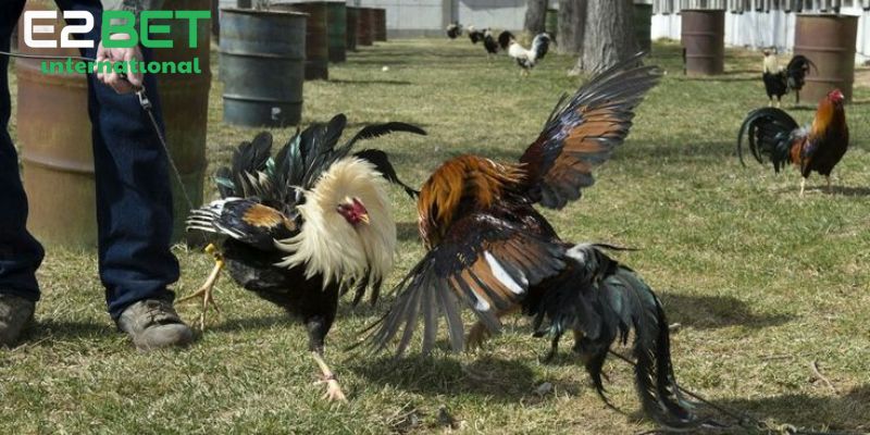 Khái niệm về gà chạy kiệu