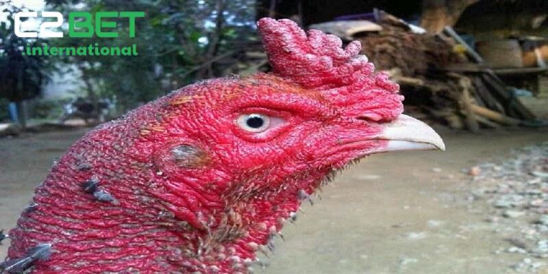 Mắt gà chọi lì luôn là một trong những yếu tố cần thiết