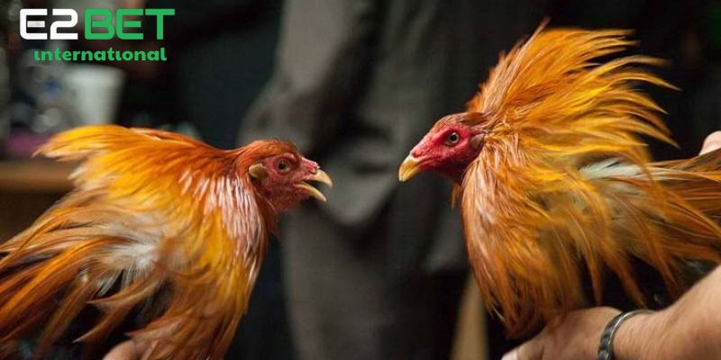 Sơ lược đá gà cpc là gì