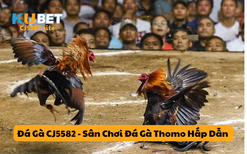 Giới thiệu tổng quan đá gà KUCASINO