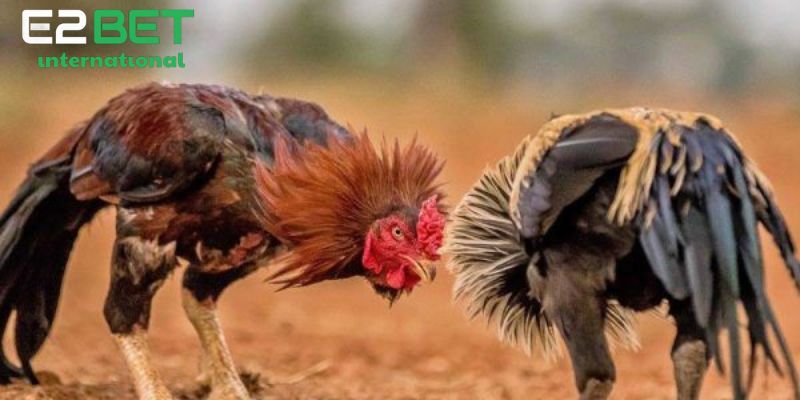 Tổng hợp những ưu điểm siêu nổi bật của đá gà cpc