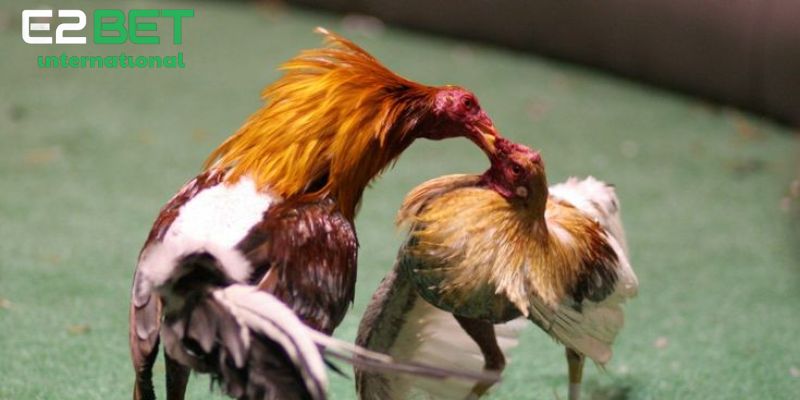 Yếu tố làm nên sức hút của trường gà thomo