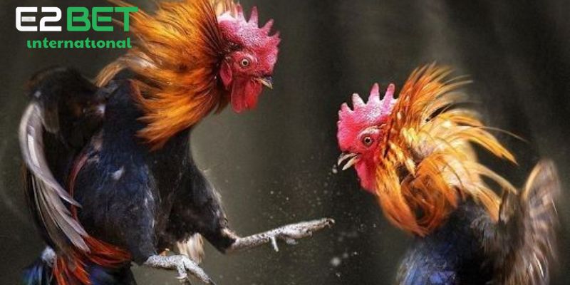 Giới thiệu một số thuật ngữ đá gà thomo