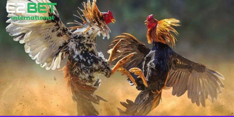 Đá Gà CPC Là Gì? Chiến thuật đá gà Campuchia hiệu quả tại nhà cái CJ5582