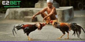 Trường Gà Thomo CJ5582 - Đấu Trường Kịch Tính Và Minh Bạch